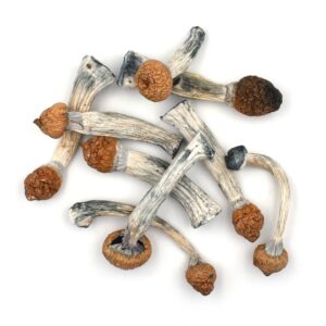 Buy Penis Envy Mushrooms Near Me