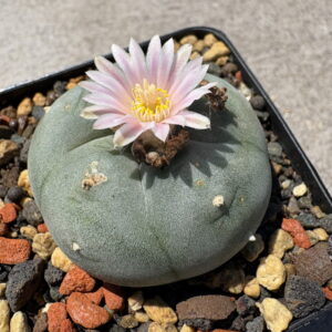 Buy Peyote Cactus Near Me